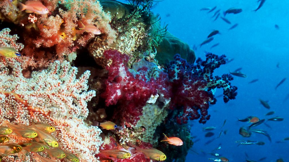 BBC Radio 4 Natural Histories, Coral, How coral islands are formed