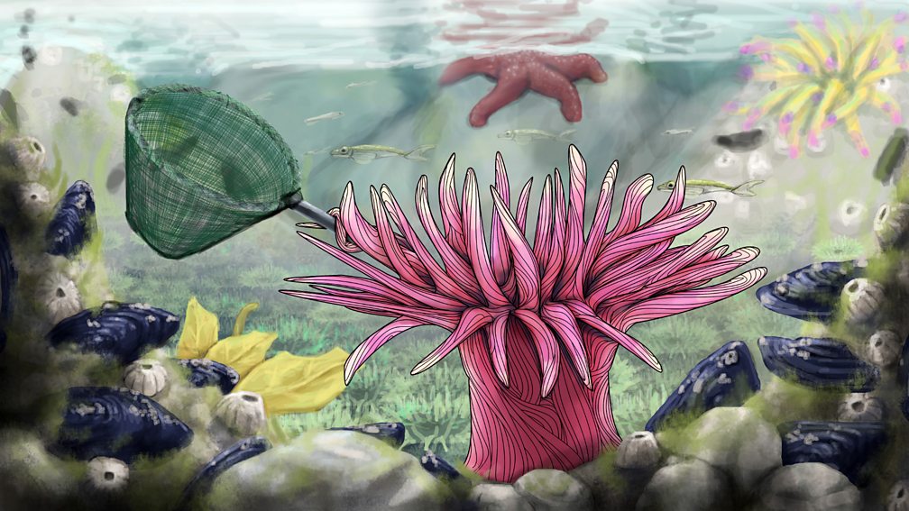 BBC Radio 4 Natural Histories, Anemone, Sea anemones