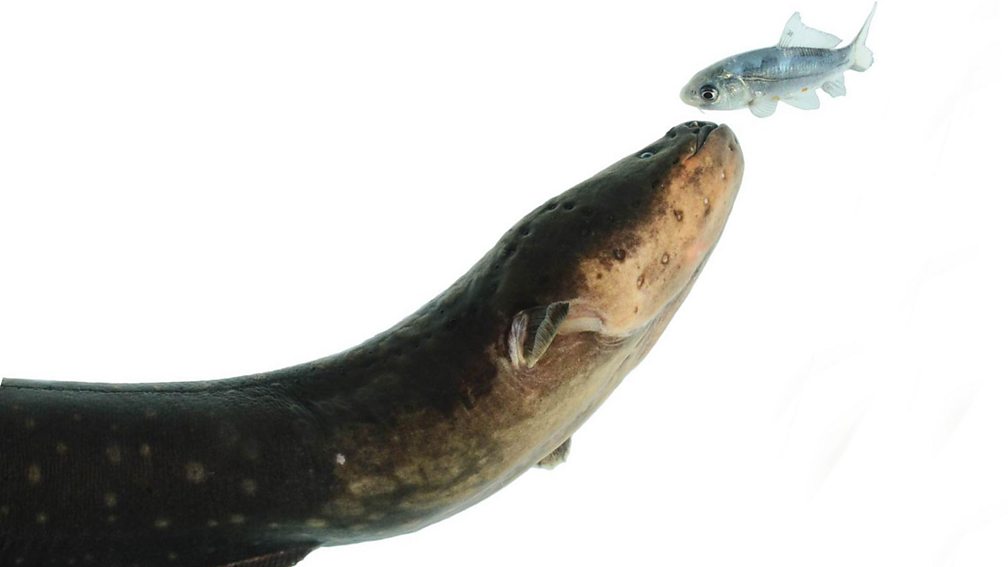 BBC World Service Unexpected Elements, How electric eels stun their prey