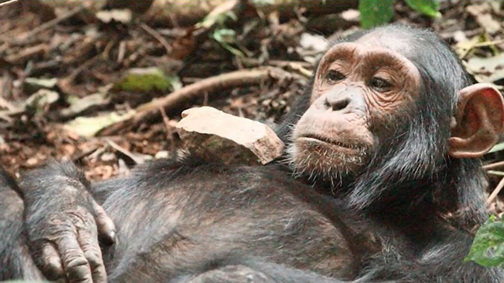 BBC World Service The Science Hour