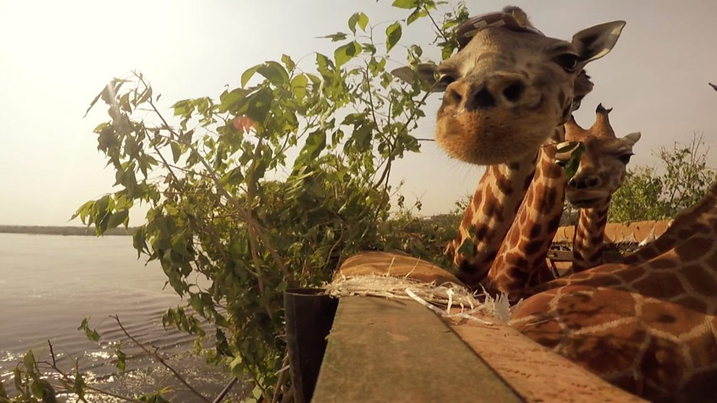 BBC Two Natural World, 20162017, Giraffes Africa's Gentle Giants, The importance of giraffes