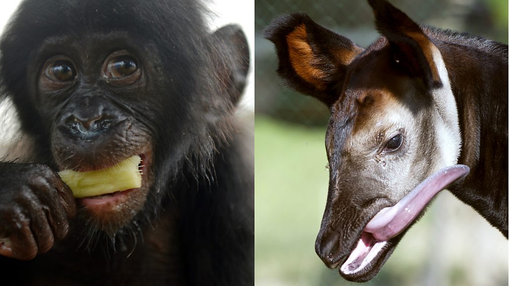 BBC World Service Newsday, DRC new national park "the animals are