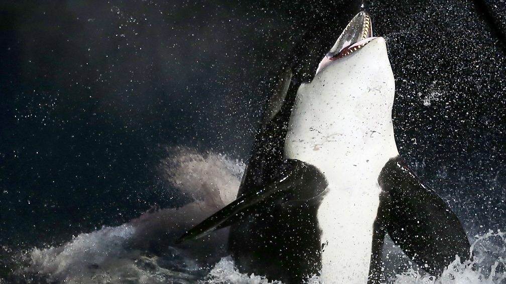 BBC World Service - BBC OS, 'Killer Whales Are Bullies And Humpbacks ...