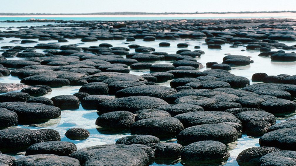 BBC World Service - Science In Action, The Oldest Life on Earth