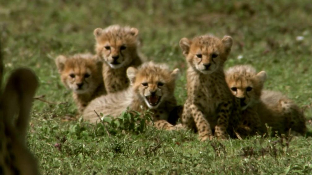 BBC One Animal Babies, Safari Babies
