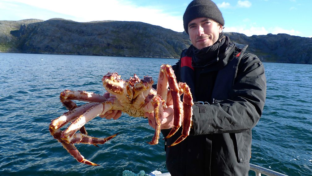 BBC Two - Arctic Live, Episode 3, Giant King Crabs