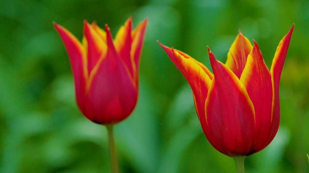 BBC Two Gardeners' World, 2017, Episode 6, DIY plant supports