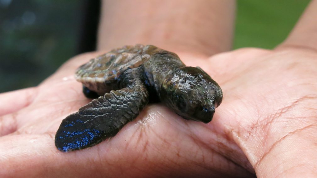 BBC World Service - Outlook, The protector of Fiji's baby turtles