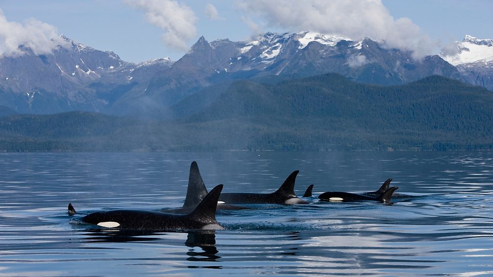 BBC One - Wild Alaska Live - Orca a.k.a. killer whale