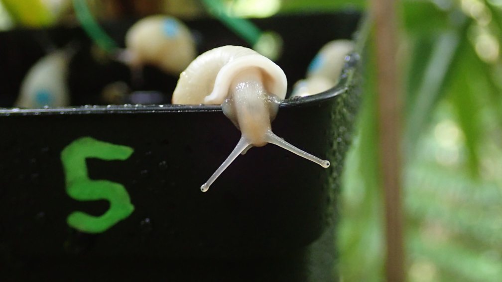 BBC World Service Discovery, SOS Snail, 'Extinct' Partula snails