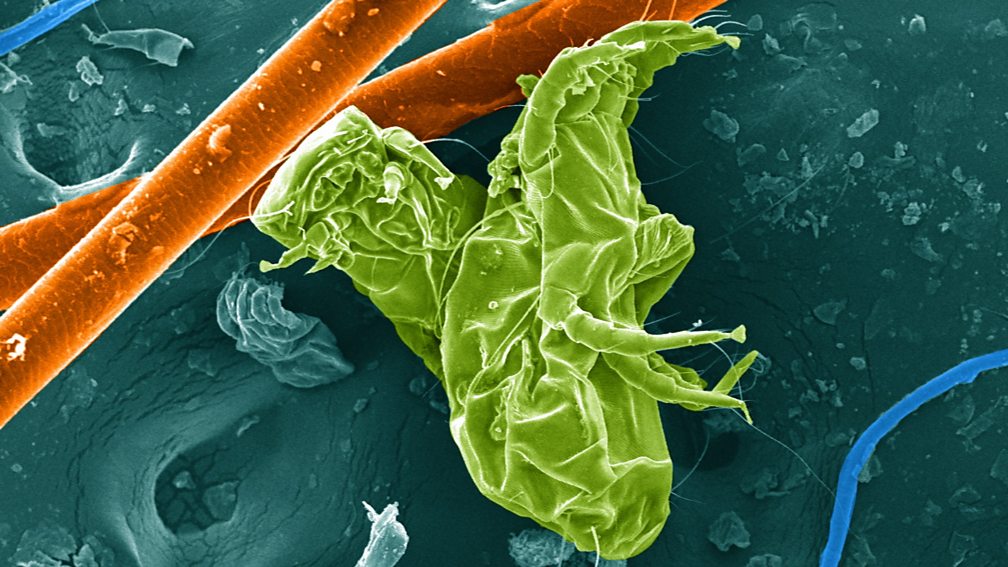 BBC World Service CrowdScience, What is dust?, Why is dust grey?