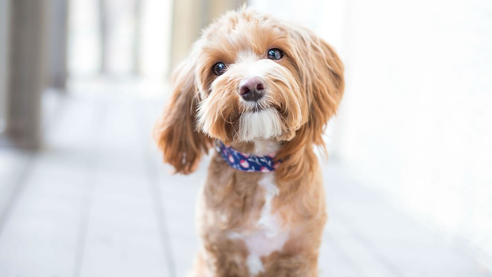 BBC World Service CrowdScience, Why Does My Dog Love Me?, Why are