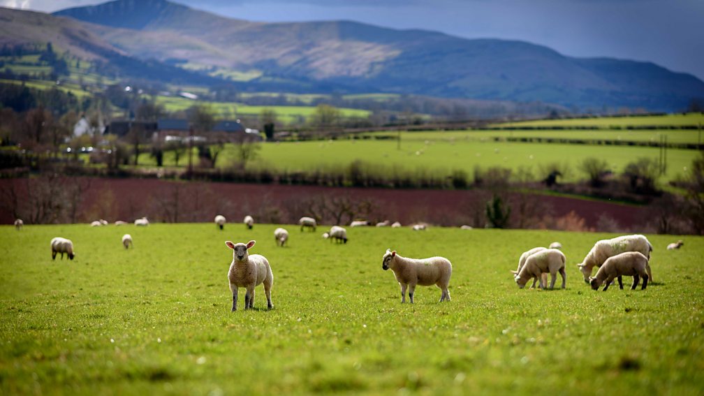 bbc-radio-4-radio-4-in-four-12-spring-words-to-celebrate-the-new-season