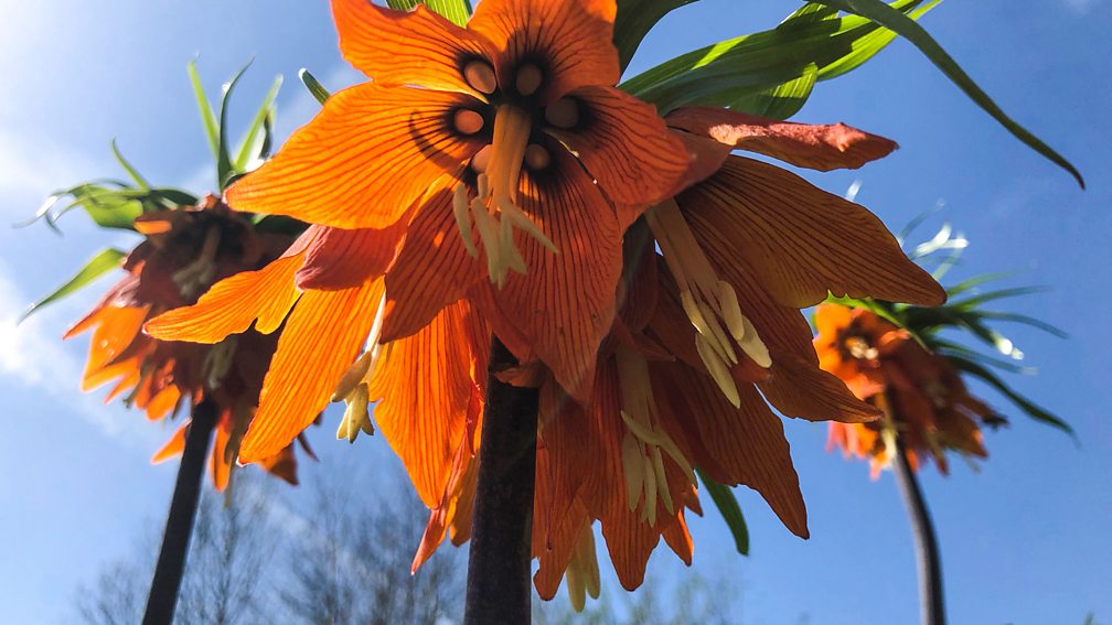 BBC Two Gardeners' World, 2018, Episode 7, Planting a thyme lawn