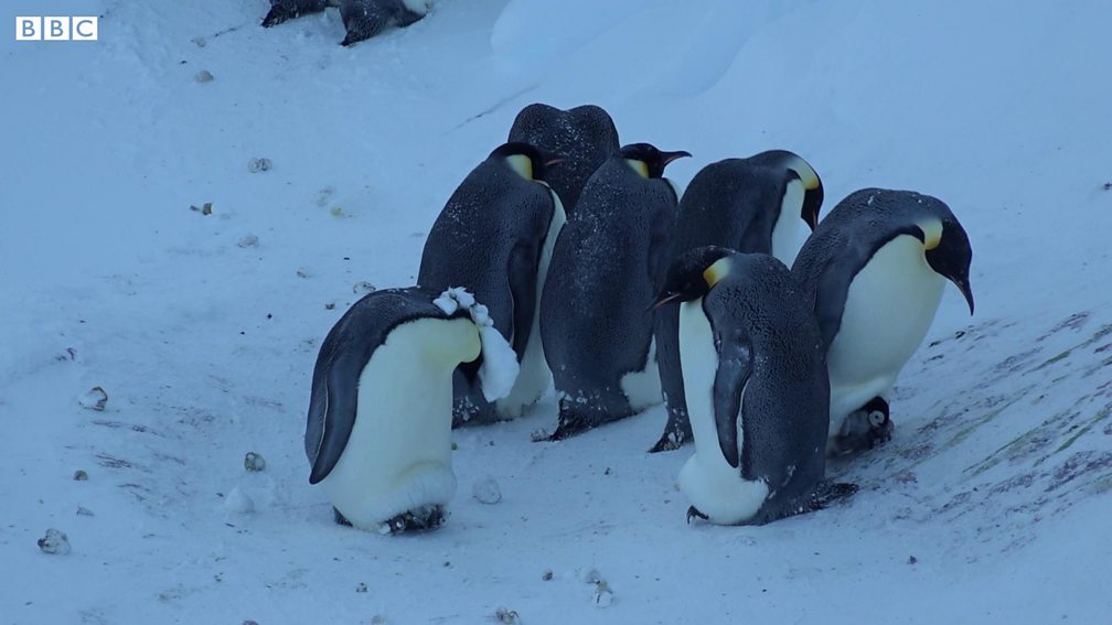 BBC One - Dynasties, Series 1, Emperor