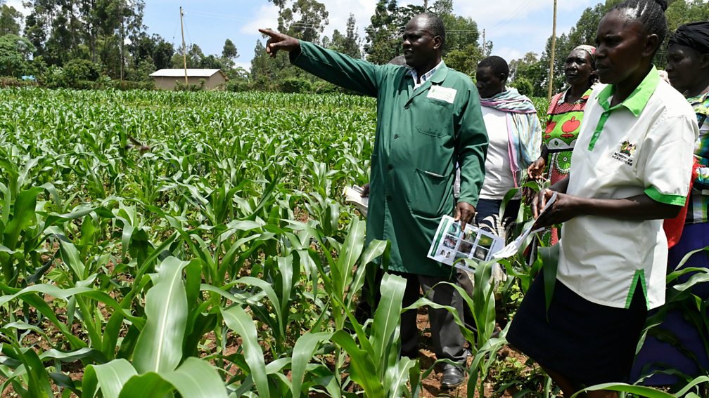 BBC World Service Focus on Africa, Employment Solutions