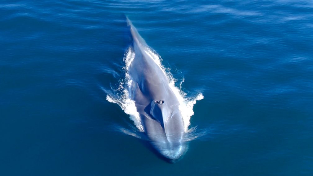 Bbc One Blue Planet Live Series Episode Chris Packham Sees His Very First Blue Whale In