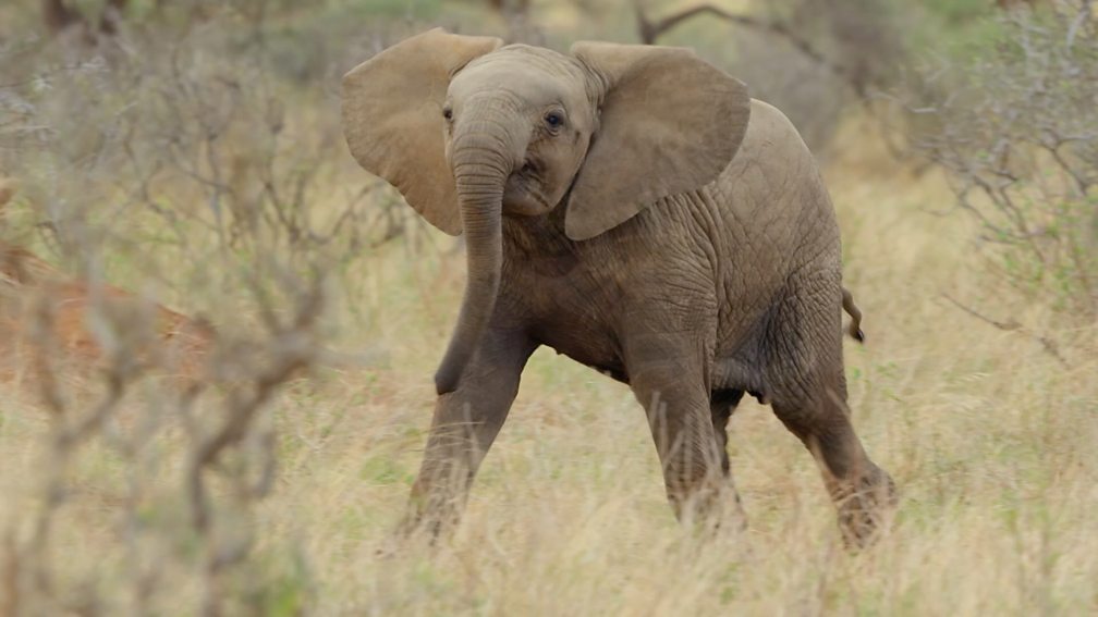 BBC Two - Animal Babies: First Year on Earth