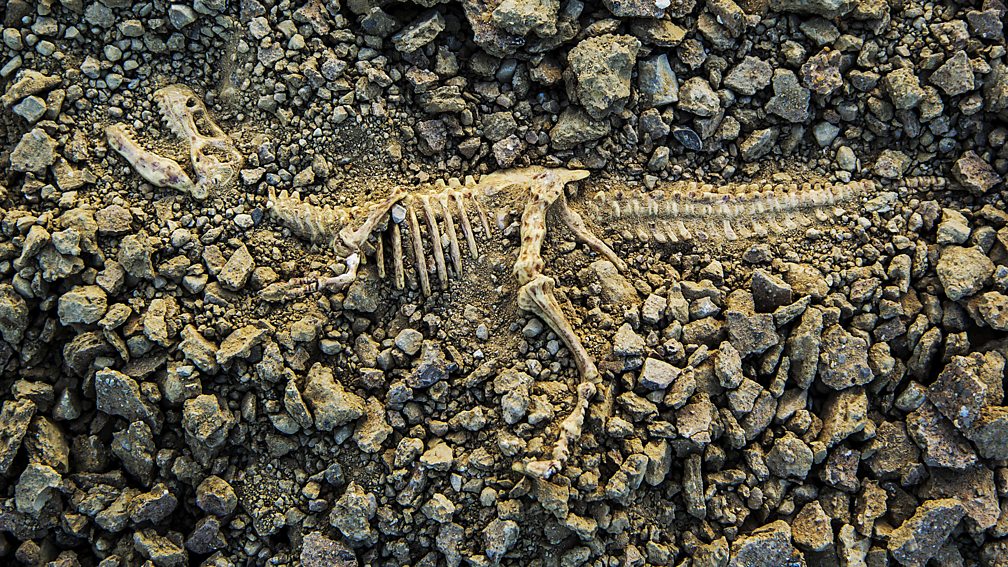 BBC World Service CrowdScience, How many fossils are there?, Have we