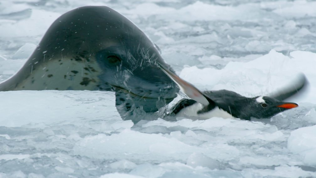 BBC One - Seven Worlds, One Planet, Series 1, Antarctica, Leopard seal