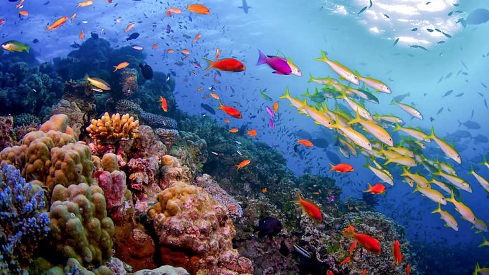 BBC Two - Great Barrier Reef, Nature's Miracle, Coral turf wars