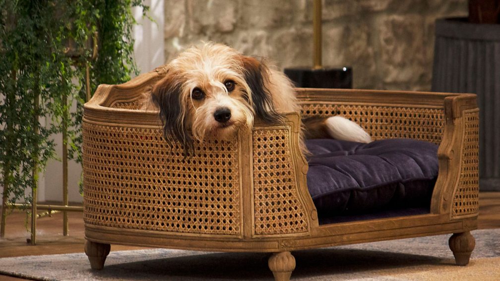 BBC One Pooch Perfect