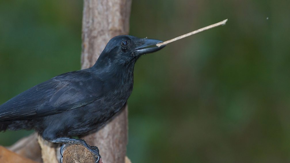 BBC Two Chris Packham�s Animal Einsteins, Series 1