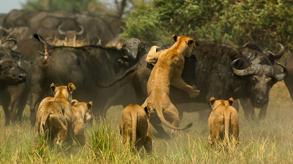 BBC Four - Nature's Microworlds, Serengeti, Bursting With Life