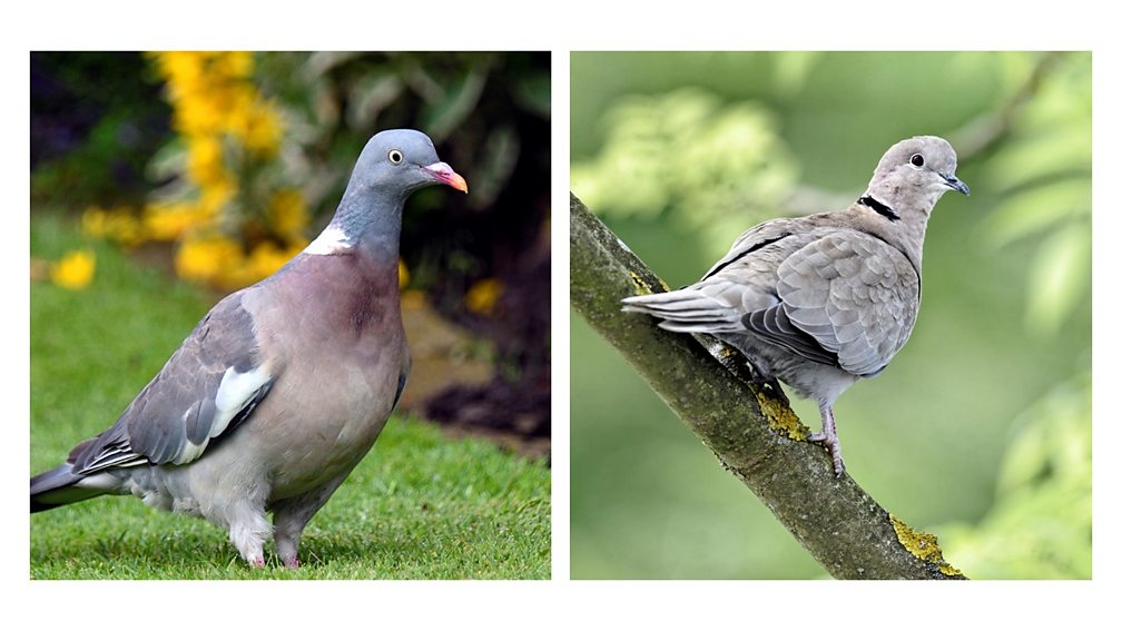 BBC Radio 3 Breakfast, Wood Pigeon and Collared Dove