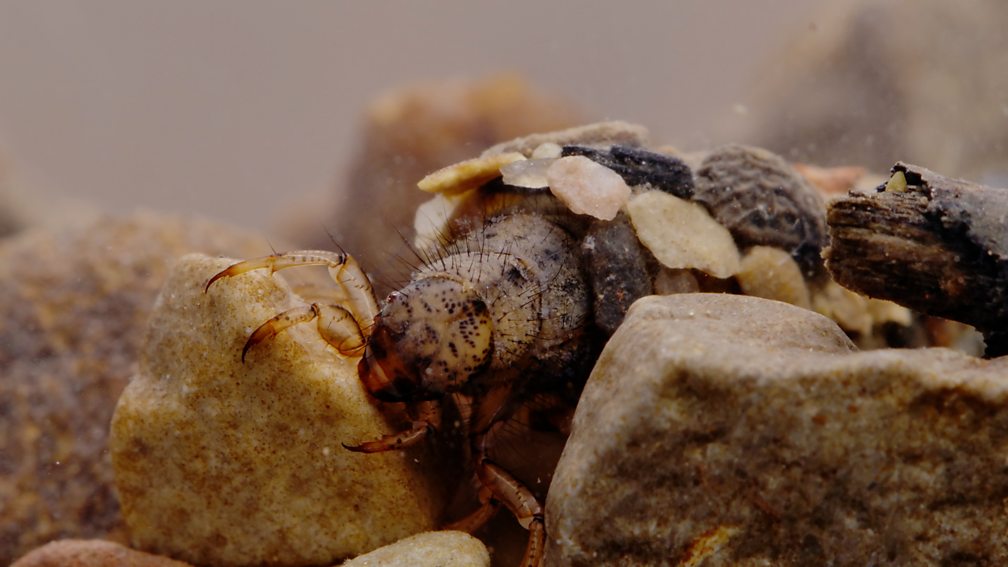 BBC Two Winterwatch, Series 10, Episode 2, Caddisfly camouflage