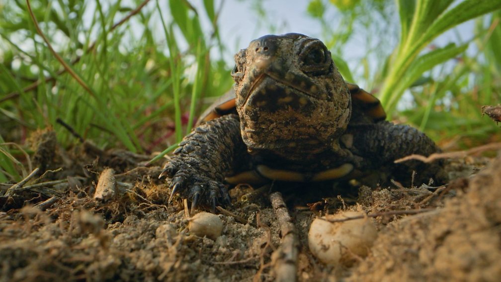 BBC Two - Earth's Great Rivers II, Series 1, Danube