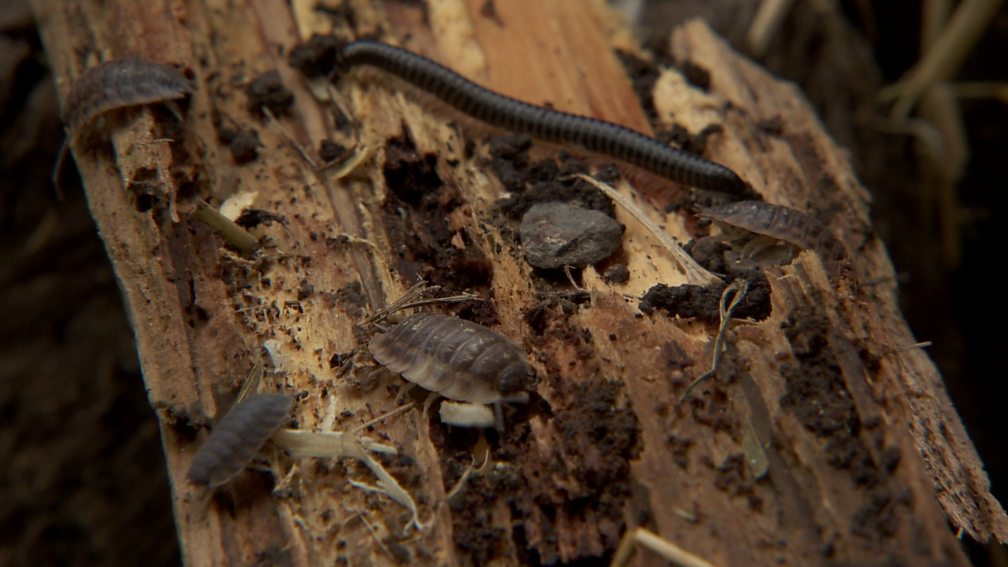 BBC Bug Hotels 