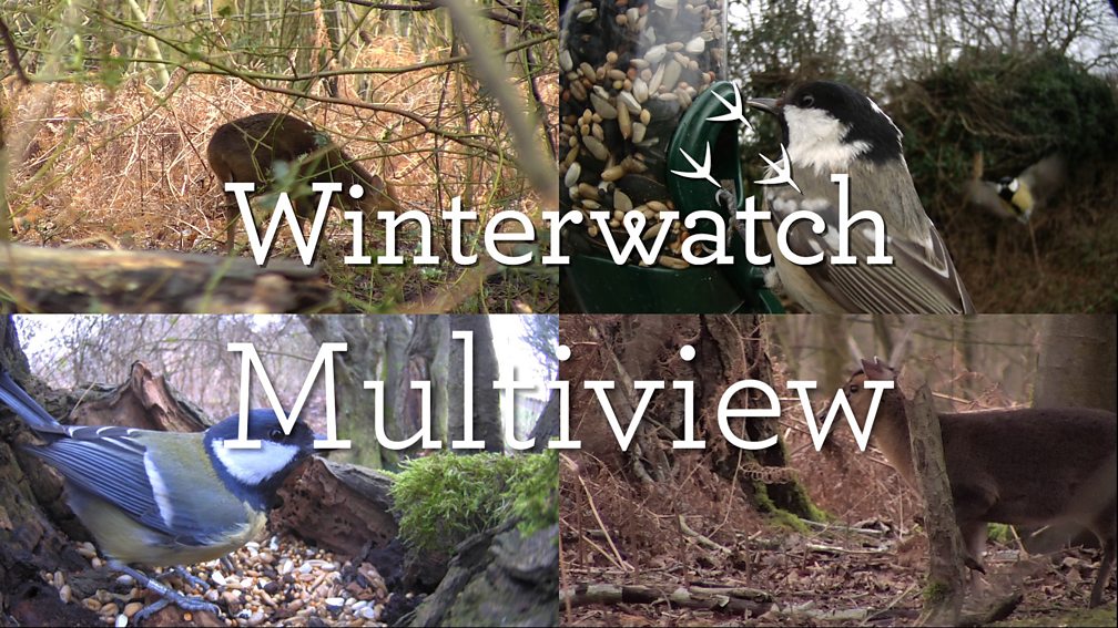 Bbc Two Winterwatch Episode Guide