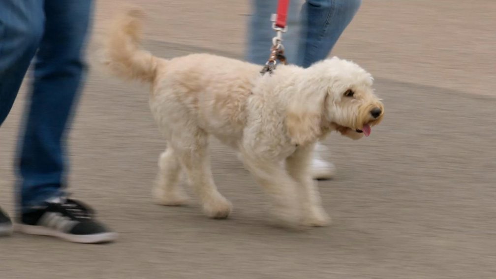 BBC One Bargain Hunt, Series 69, Heanor 9, Tram mail.