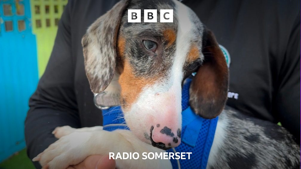 BBC Radio Somerset BBC Radio Somerset, Willow Man could be rebuilt