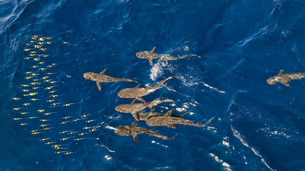 BBC One Asia, Series 1, Beneath the Waves