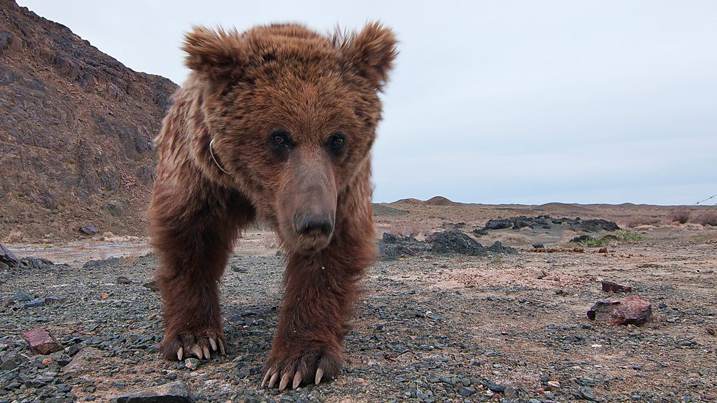 BBC One - Asia - The world’s rarest bear