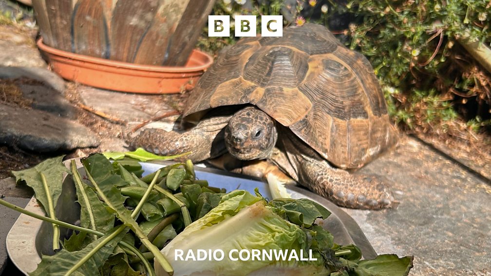 BBC Radio Cornwall - BBC Radio Cornwall, Truro City ready for the new ...