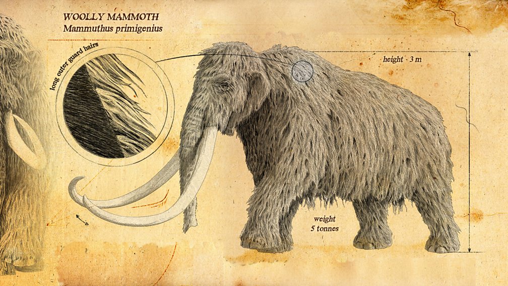 Bbc Two Ice Age Giants In Pictures The Ice Age Giants