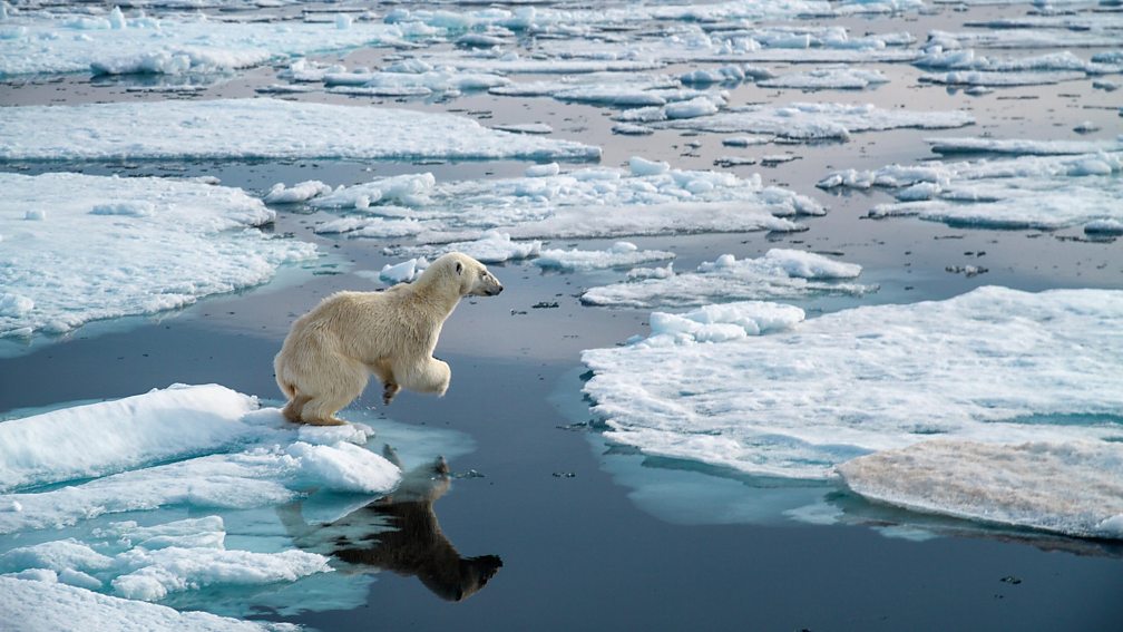 BBC One - The Hunt, In the Grip of the Seasons (Arctic)