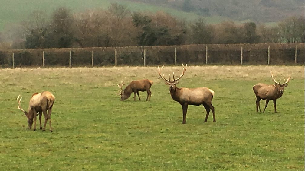 BBC Radio Wales Country Focus, Deer Farming