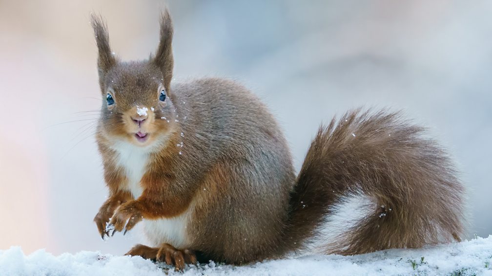 BBC Two - Winterwatch, Squirrel rave