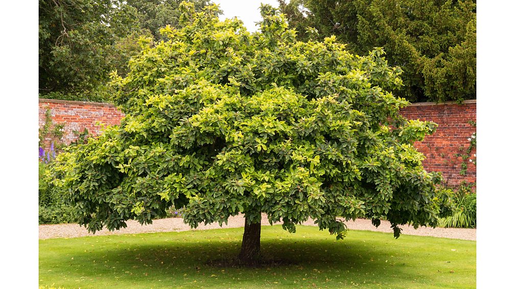 Alamy Medlar trees are unfussy and long-lived, with even the most venerable specimens producing hundreds of fruit each year (Credit: Alamy)