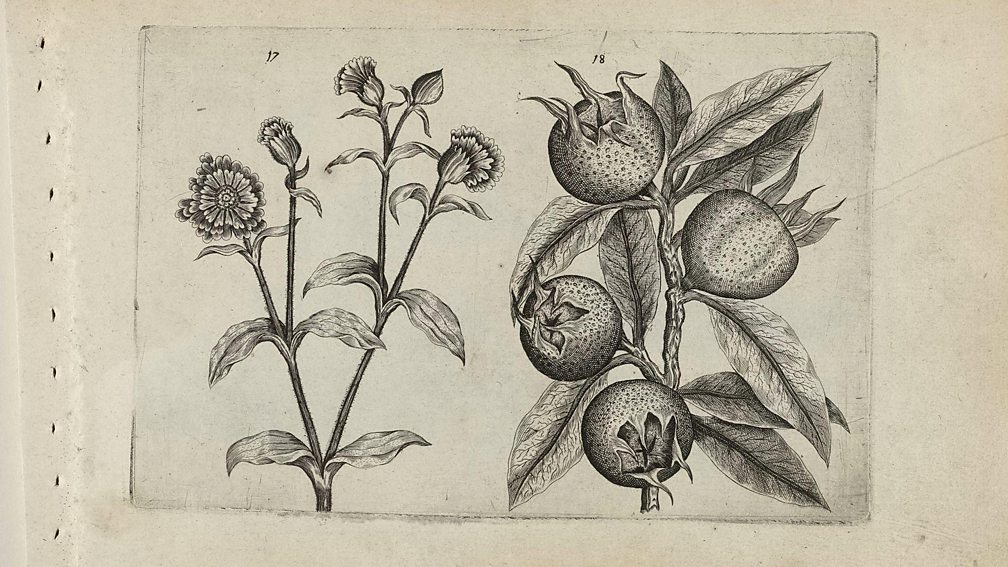 Alamy A drawing of medlar fruits from around 1600 (Credit: Alamy)