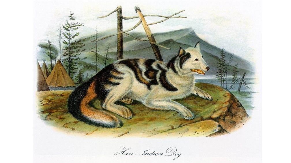 Alamy The Hare Indian dog – bred by the Hare Indians from Northern Canada for hunting – went extinct after mixing with Western dogs in the 19th Century (Credit: Alamy)