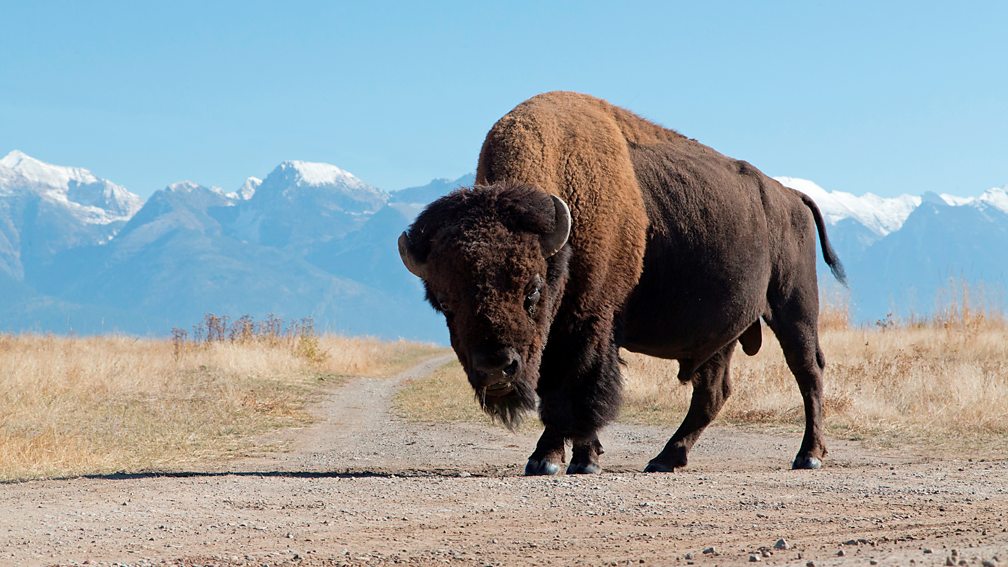 Getty Images Male American bison on prairie track (Credit: Getty Images)