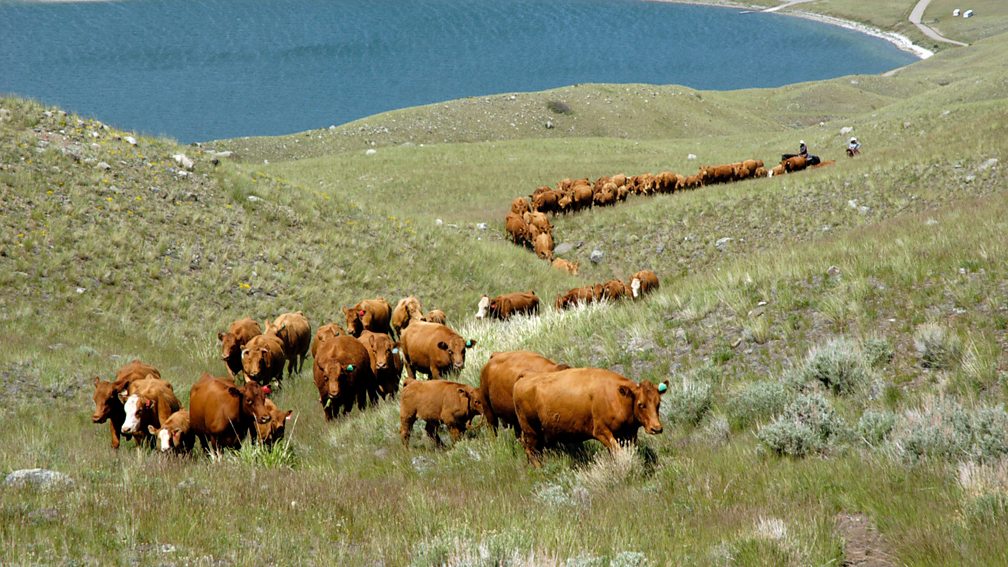 Getty Images Cattle tend to congregate near water sources and if not moved regularly can destroy waterside vegetation (Credit: Getty Images)