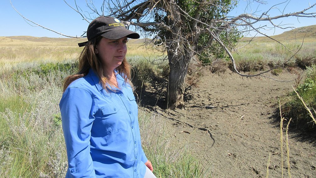 Christopher J Preston Hila Shamon's research has found that bison can have a remarkably positive effect on the prairie environment (Credit: Christopher J Preston)