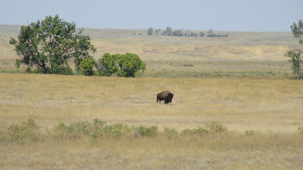 Christopher J Preston Over thousands of years, herds of bison helped to engineer a healthy, vibrant prairie environment (Credit: Christopher J Preston)