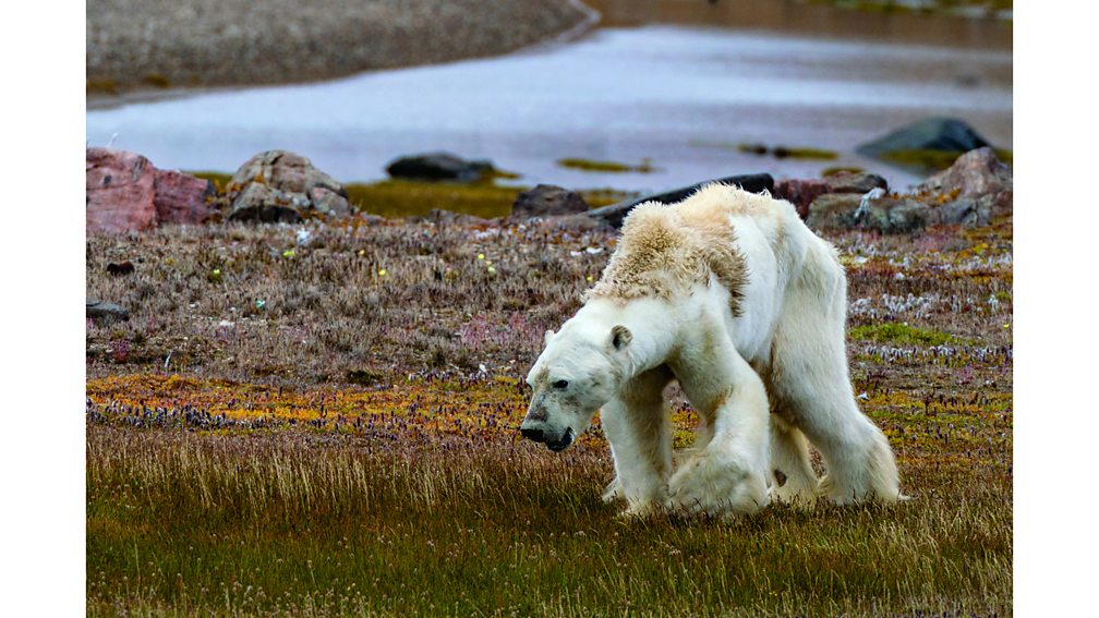 polar bears global warming effects